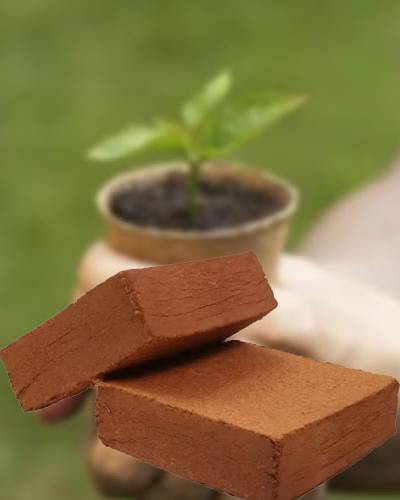 cocopeat for growing plants